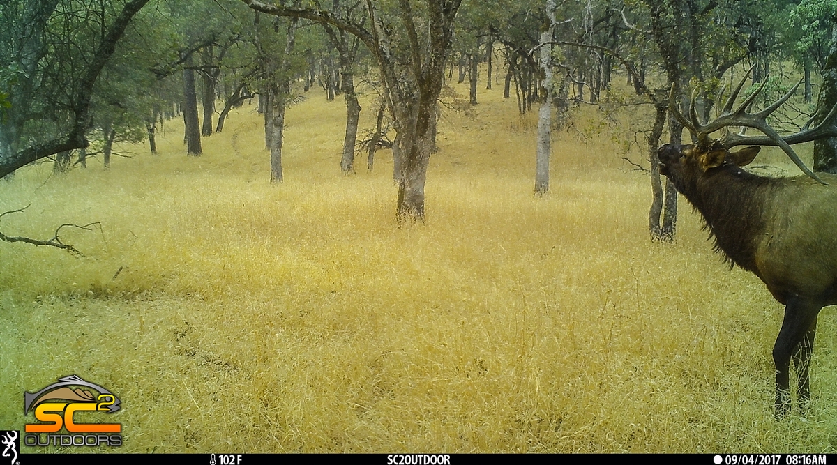 California Rocky Mountain Elk SC2 Outdoors