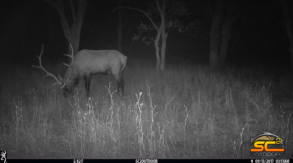 Shasta County Rocky Mountain Elk Northeastern California Elk Hunting SC2 Outdoors