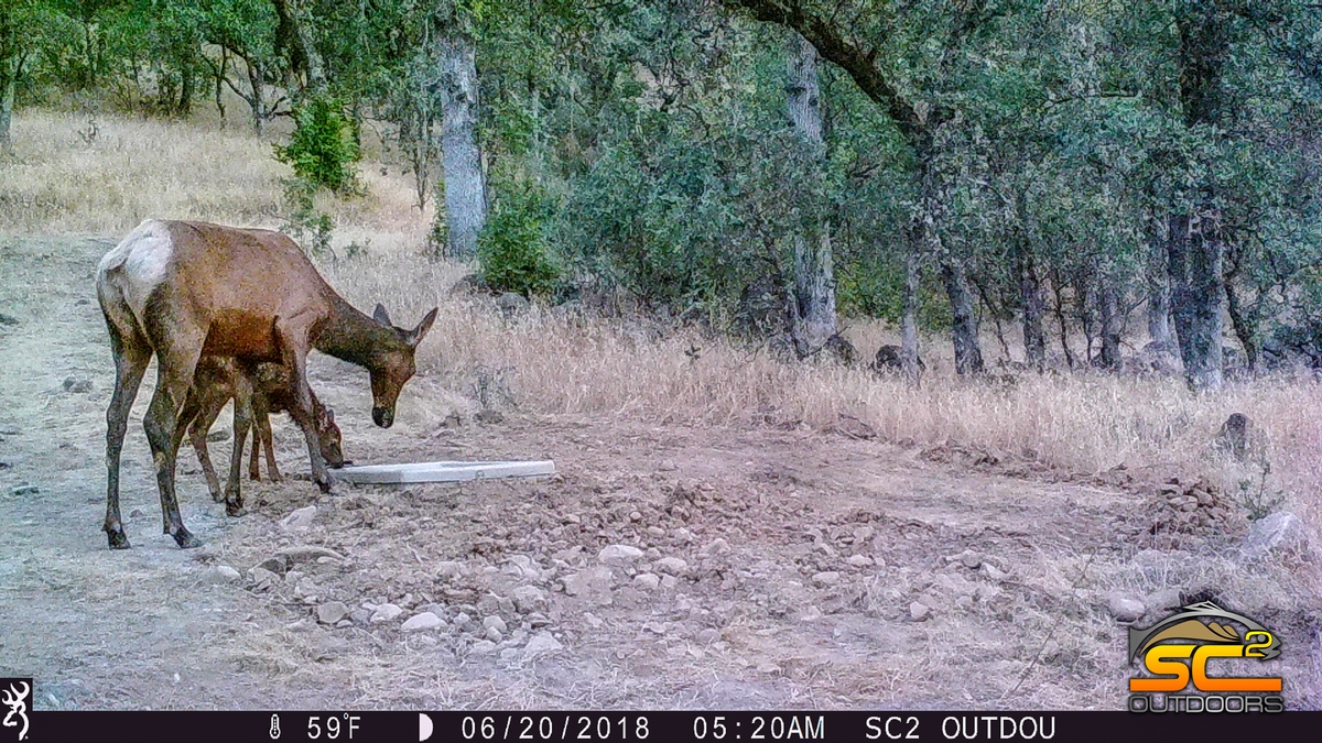 Rocky Mountain Elk Cow and Calf Shasta County California