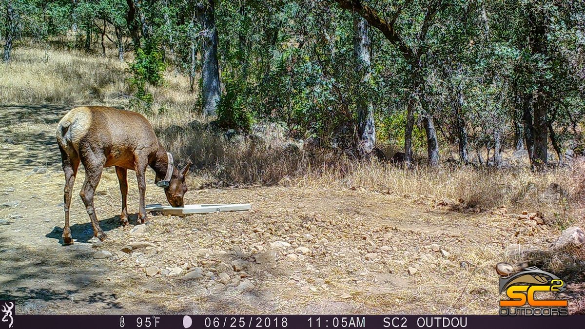 The Collared Cow SC2 Outdoors