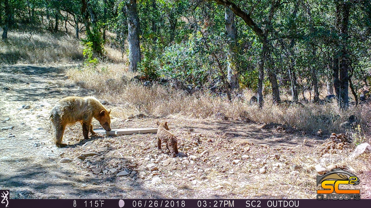 California Black Bear Sow and Cub Shasta County California SC2 Outdoors