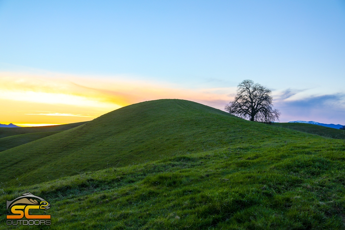 The Lone Oak at Sunset