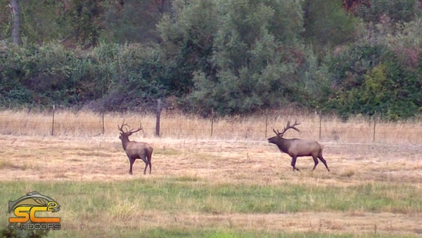 2018 Shasta County Archery Elk Hunting (A Northeastern CA Elk Tag)
