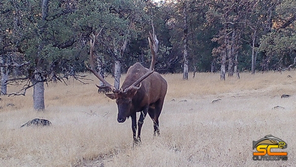 2018 NORTHEASTERN CALIFORNIA ELK ARCHERY TAG FOR SALE HUNT 411 