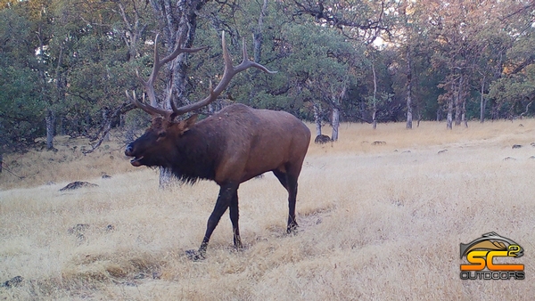 2021 Rickert Ranch SHARE Rocky Mountain Elk Hunt