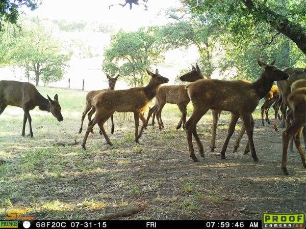 Waiting on September - California Elk Hunting