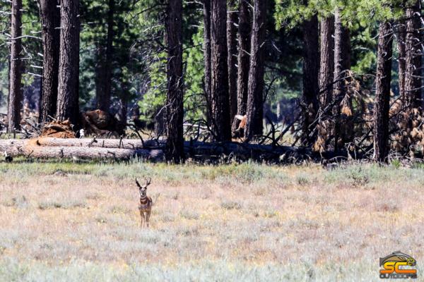 Lassen Pronghorn Hunting - Zone 4 SC2 Outdoors Scouting