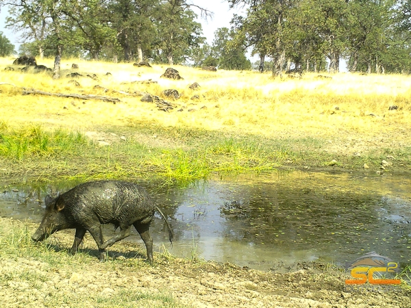 The First of the 2017 Fall Wild Pig Hunts with SC2 Outdoors