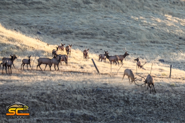 Hunt Available For A Draw Tag Holder 305 Northeastern CA Bull Elk Hunt