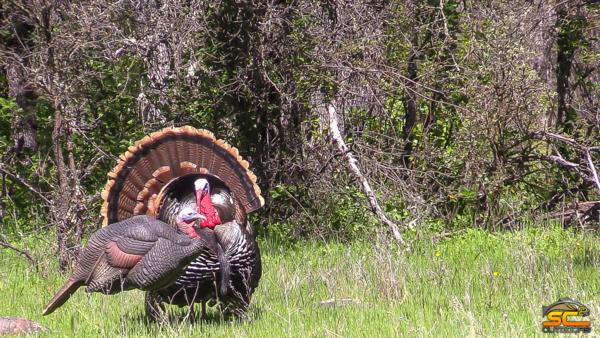 2017 California Spring Turkey Season - It's a Wrap