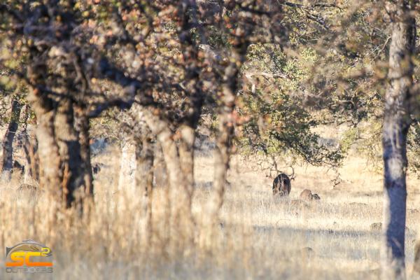 C Zone Buck Hunts Available