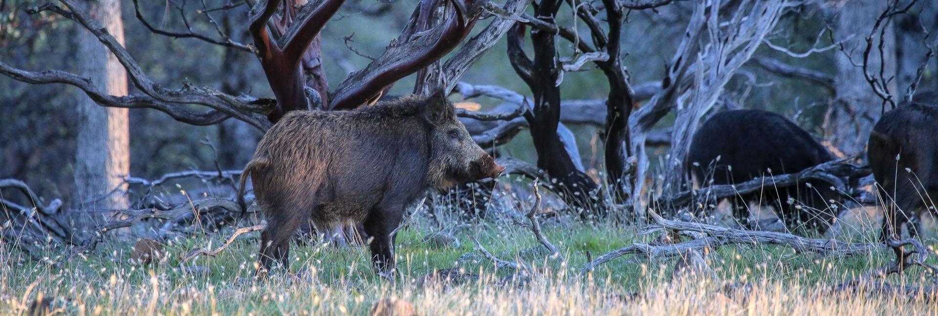 California Wild Pig Hunting | Wild Pig Hunts California
