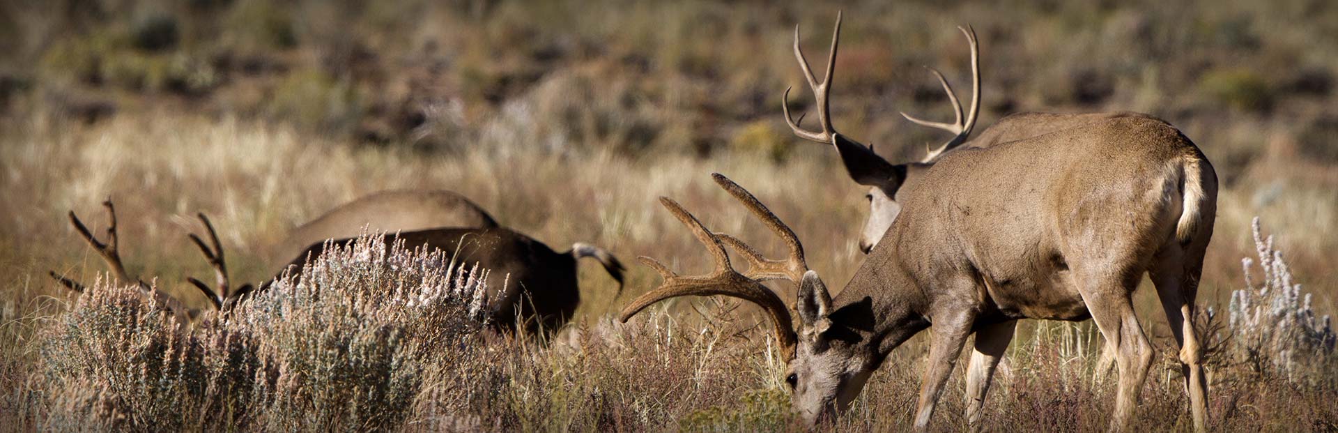 California Mule Deer Hunting