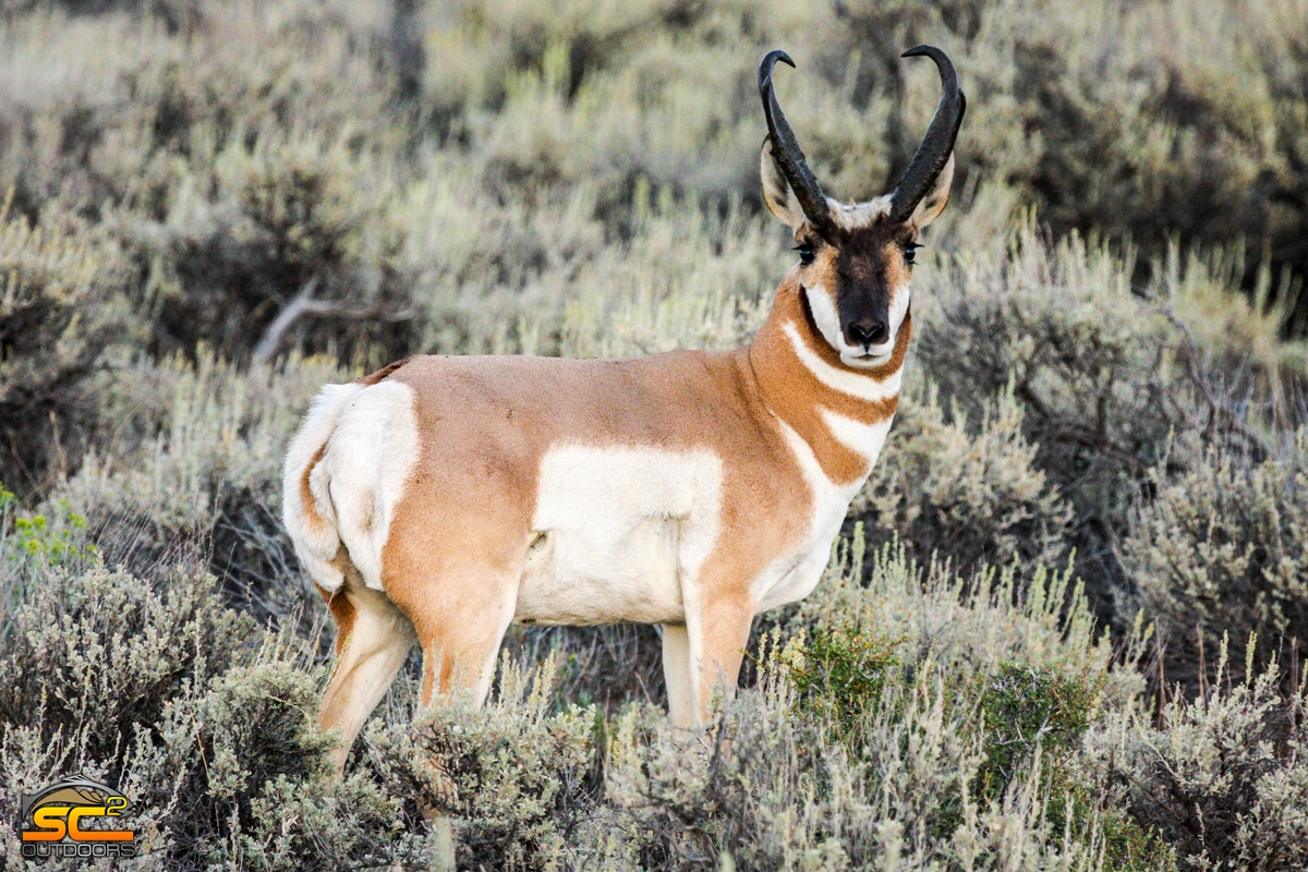 California Pronghorn Hunts
