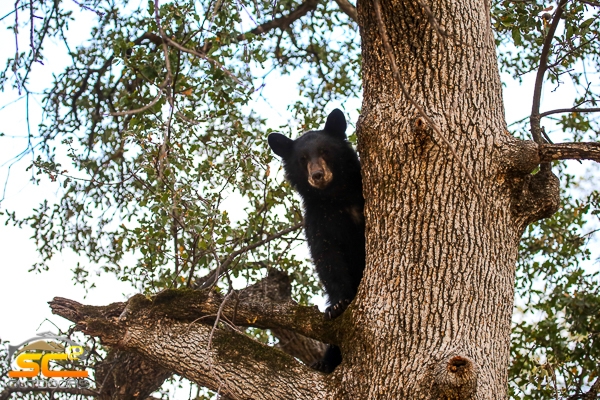 California Fall Black Bear Hunting
