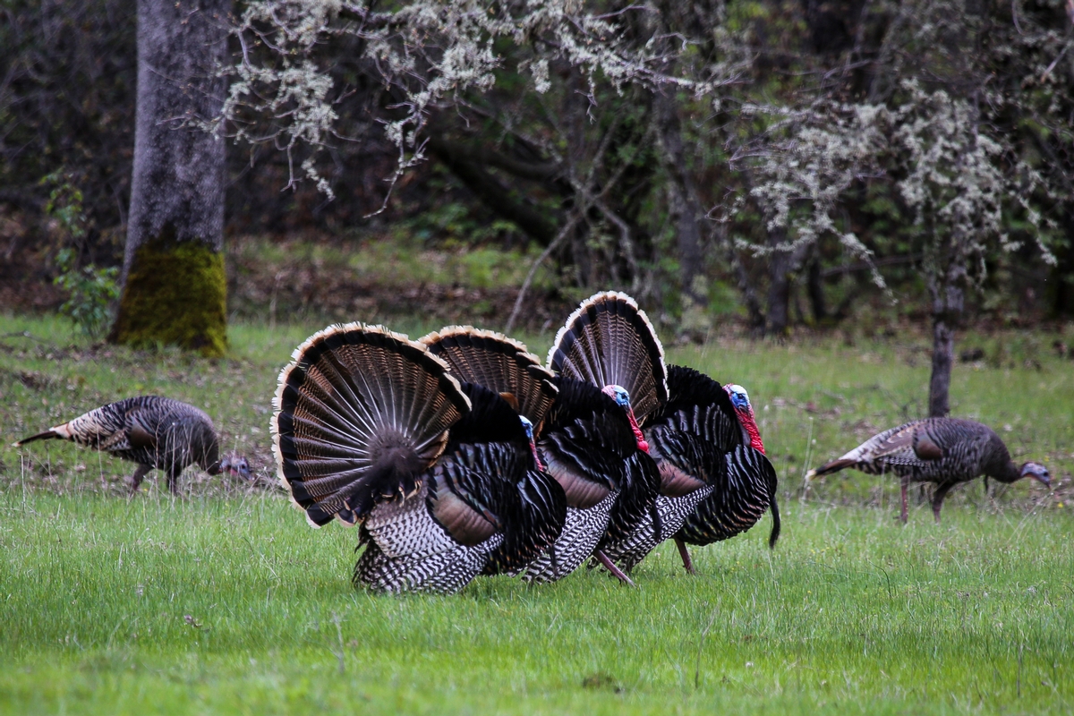 The 2025 California Wild Turkey Forecast