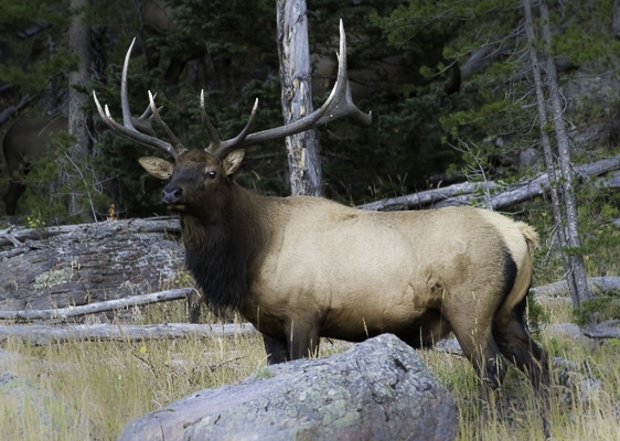 Bowerman Ranch Elk Hunting