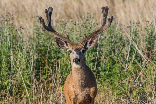 Bowerman Ranch Mule Deer Hunting