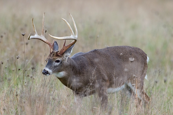 Bowerman Ranch Whitetail Deer Hunting