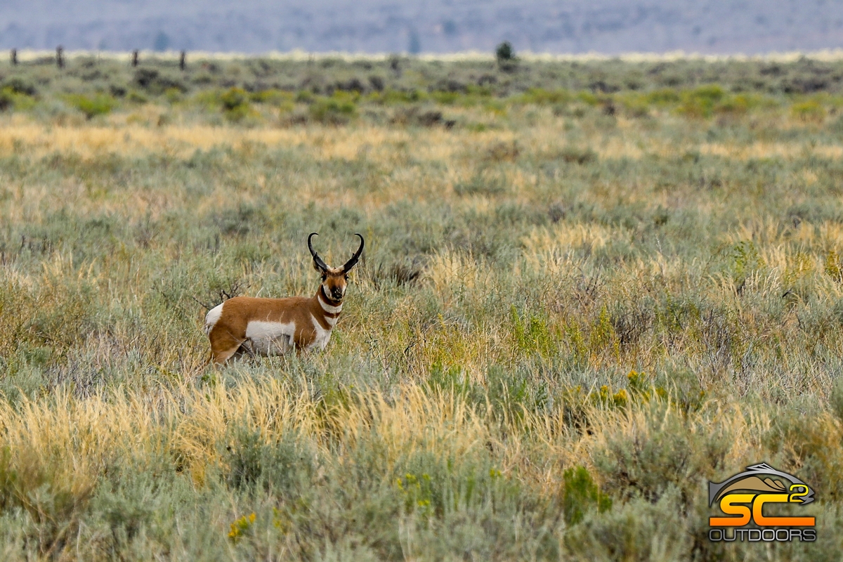 Lassen Pronghorn - SC2 Outdoors Scouting Photo