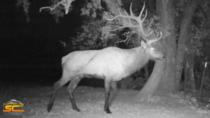 The Long Beam Bull SC2 Outdoors Trail Camera Photo 2015