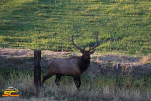 2015 SC2 Outdoors Scouting Photo 6x6