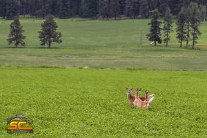 Whitetails 