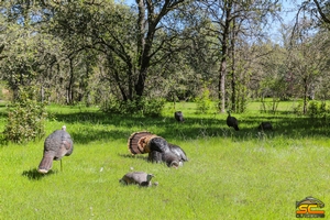 California Rio Grande Gobbler - Dead In The Spread April