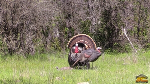 Strutting to the Spread - SC2 Outdoors April 2017
